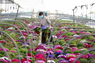安徽淮北：村民们在大棚内整理花卉