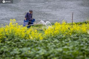 广西梧州：村民在菜地浇水、施肥