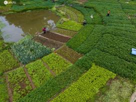 广西梧州：村民在菜地浇水、施肥