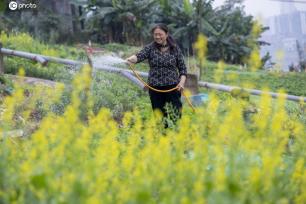广西梧州：村民在菜地浇水、施肥
