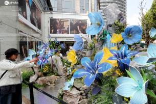 云南昆明：“高山花卉”绽放三月春城