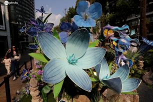 云南昆明：“高山花卉”绽放三月春城