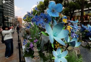 云南昆明：“高山花卉”绽放三月春城