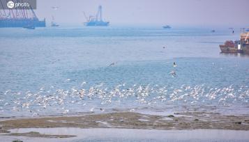 山东日照：岚山渔港生机勃勃