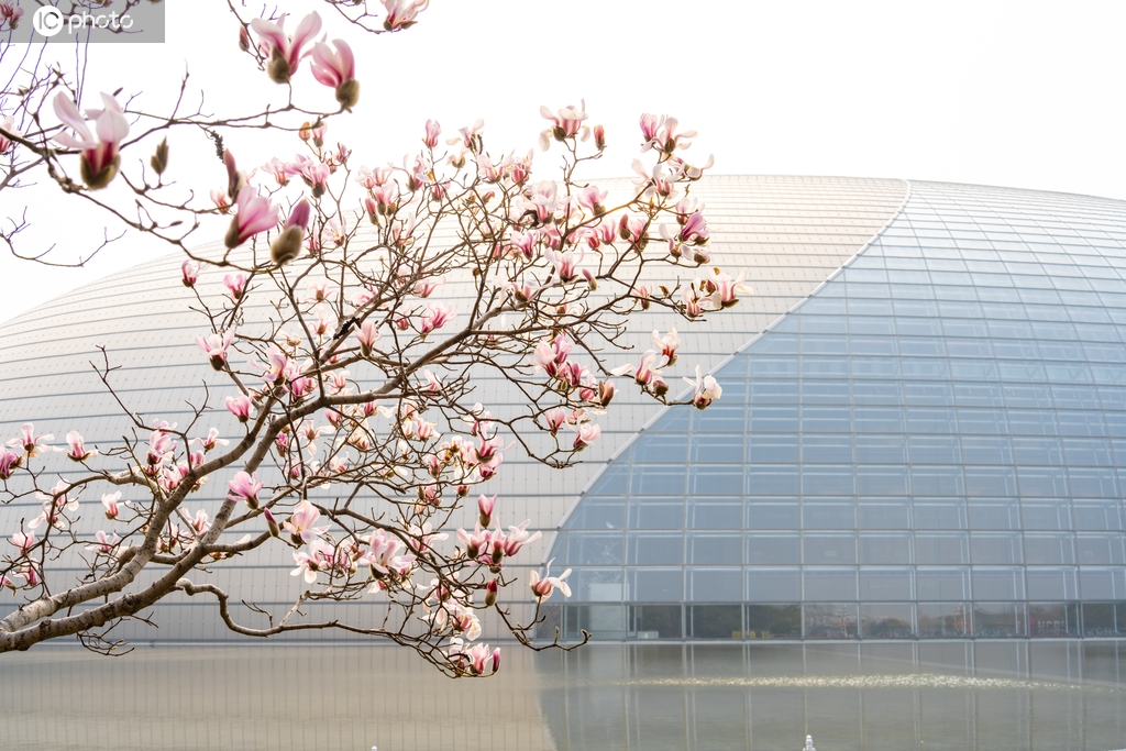 气温升高 北京国家大剧院玉兰花绽放