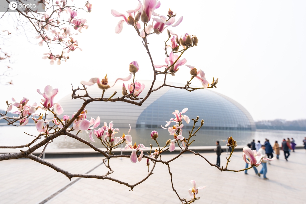 气温升高 北京国家大剧院玉兰花绽放