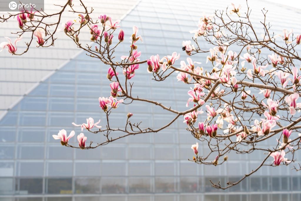 气温升高 北京国家大剧院玉兰花绽放
