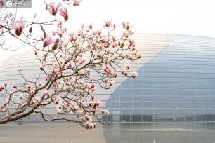 气温升高 北京国家大剧院玉兰花绽放