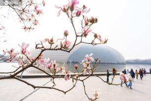 气温升高 北京国家大剧院玉兰花绽放