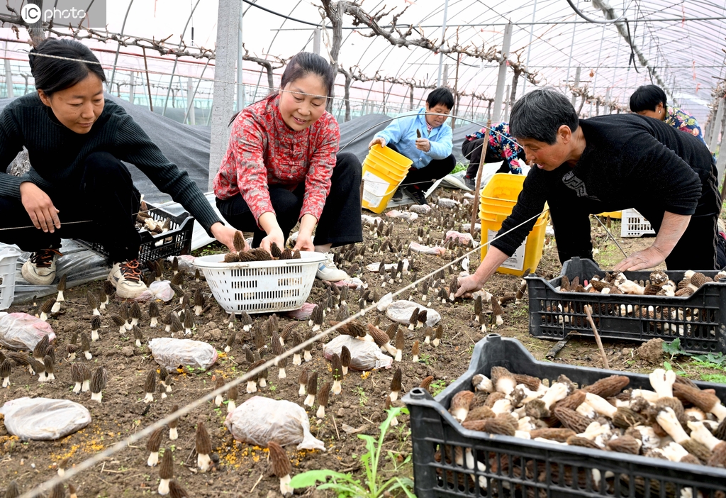 安徽亳州：工人采收羊肚菌
