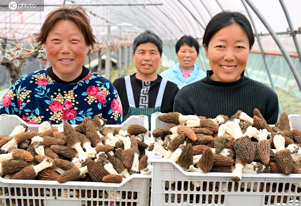 安徽亳州：工人采收羊肚菌