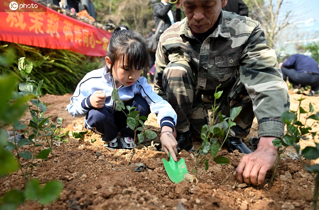 福州：两岸同胞同种茉莉花苗
