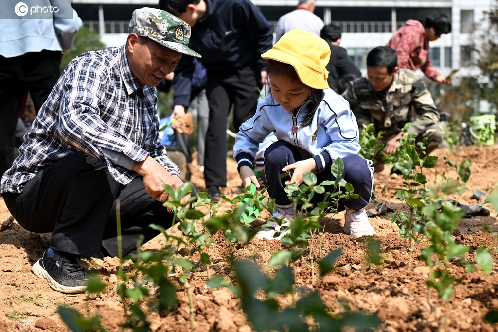 福州：两岸同胞同种茉莉花苗