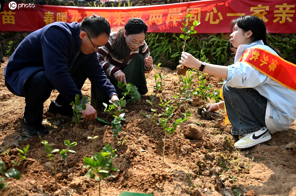 福州：两岸同胞同种茉莉花苗