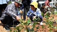 福州：两岸同胞同种茉莉花苗
