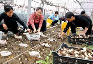 安徽亳州：工人采收羊肚菌