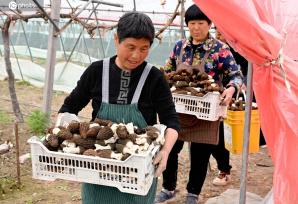 安徽亳州：工人采收羊肚菌