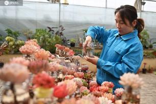 甘肃兰州：多肉产业培育“美丽经济”