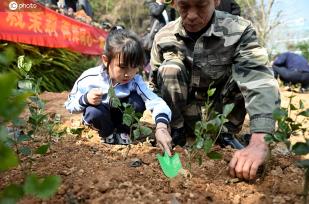 福州：两岸同胞同种茉莉花苗