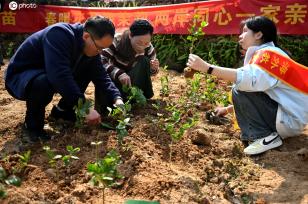 福州：两岸同胞同种茉莉花苗