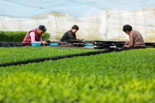 安徽淮北：春分将至育苗忙