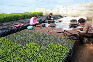 安徽淮北：春分将至育苗忙