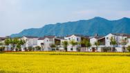 浙江杭州：油菜花与民居、青山相映成趣