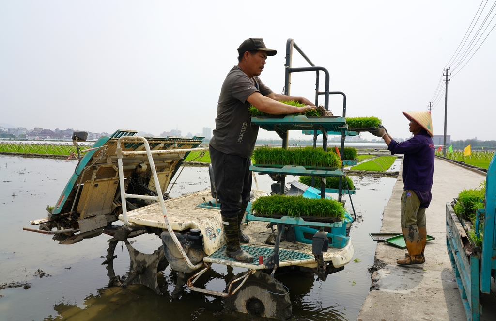 浙江乐清：农户们开展水稻插秧作业