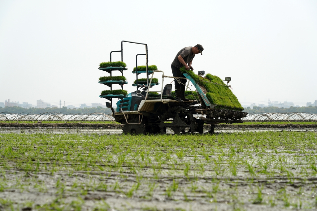 浙江乐清：农户们开展水稻插秧作业