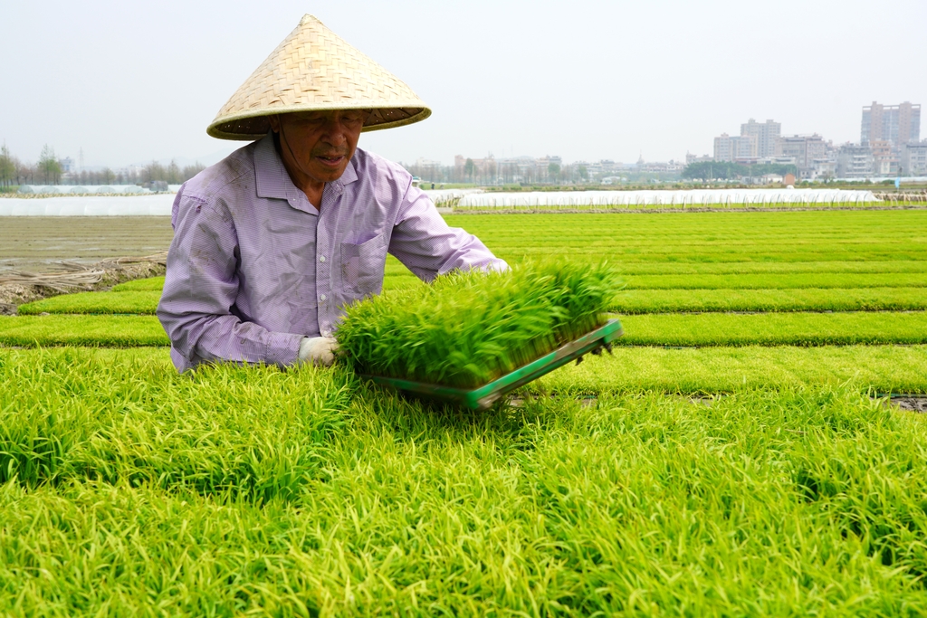 浙江乐清：农户们开展水稻插秧作业