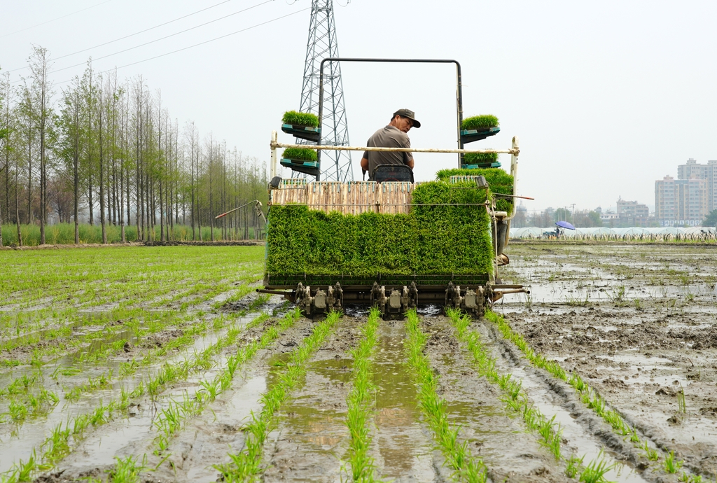 浙江乐清：农户们开展水稻插秧作业