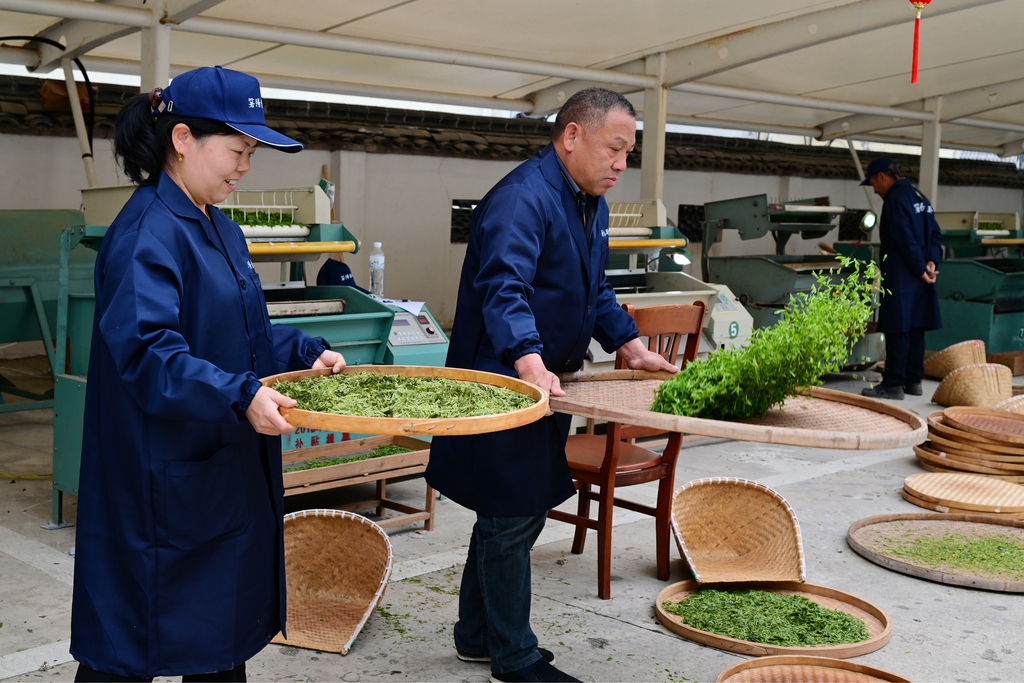 浙江金华：机械炒茶能手赛技艺