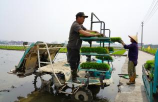 浙江乐清：农户们开展水稻插秧作业