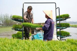 浙江乐清：农户们开展水稻插秧作业