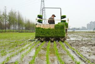 浙江乐清：农户们开展水稻插秧作业