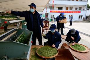 浙江金华：机械炒茶能手赛技艺