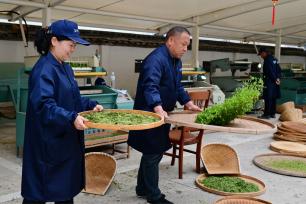 浙江金华：机械炒茶能手赛技艺