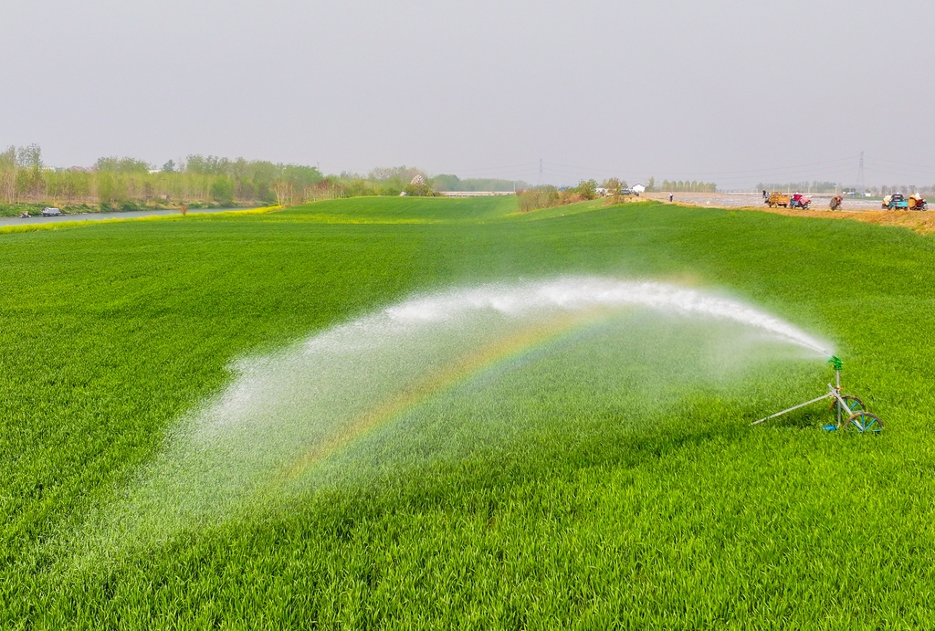 江苏宿迁：种植大户为小麦喷灌