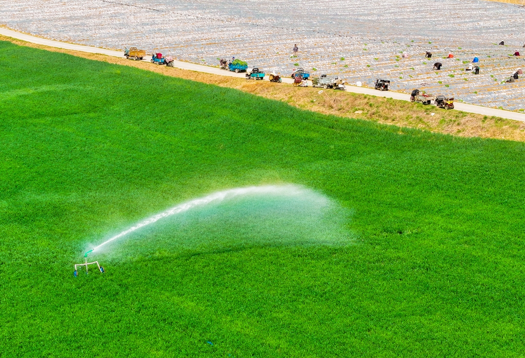 江苏宿迁：种植大户为小麦喷灌