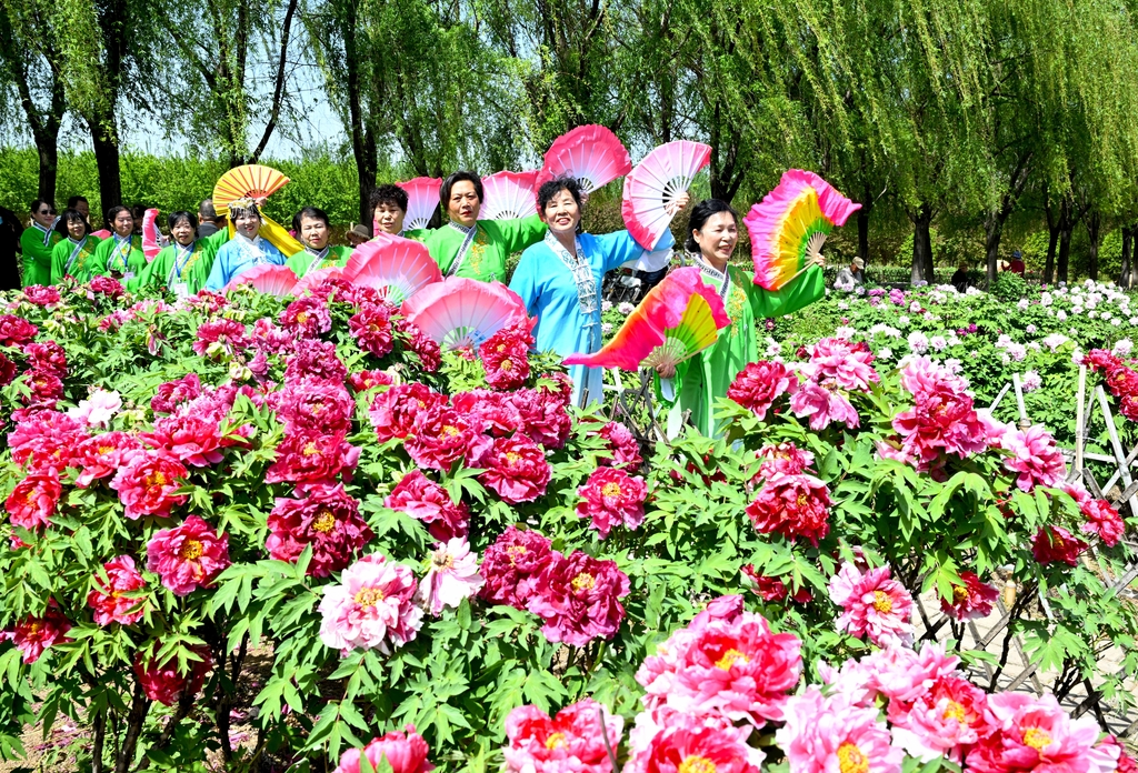 安徽亳州：牡丹花开迎客来