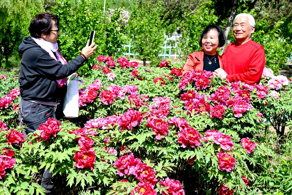 安徽亳州：牡丹花开迎客来