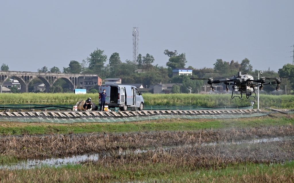 四川隆昌：飞手操控植保无人机喷施除草剂