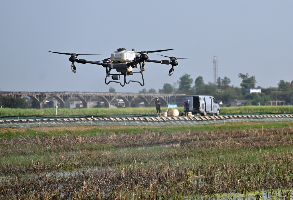 四川隆昌：飞手操控植保无人机喷施除草剂