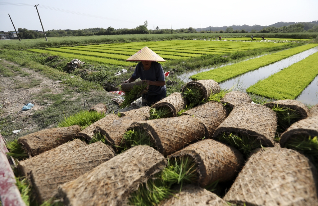 湖南资兴：农民整理、栽插秧苗