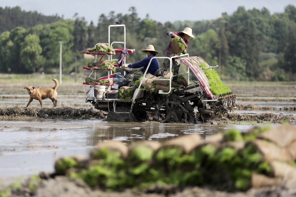 湖南资兴：农民整理、栽插秧苗