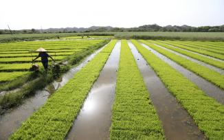 湖南资兴：农民整理、栽插秧苗