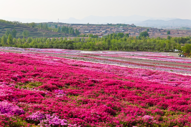 山东日照：芝樱花盛放美如画