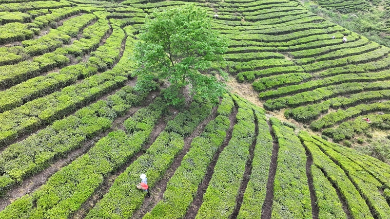 湖北房县：高山富硒茶“香飘”海外
