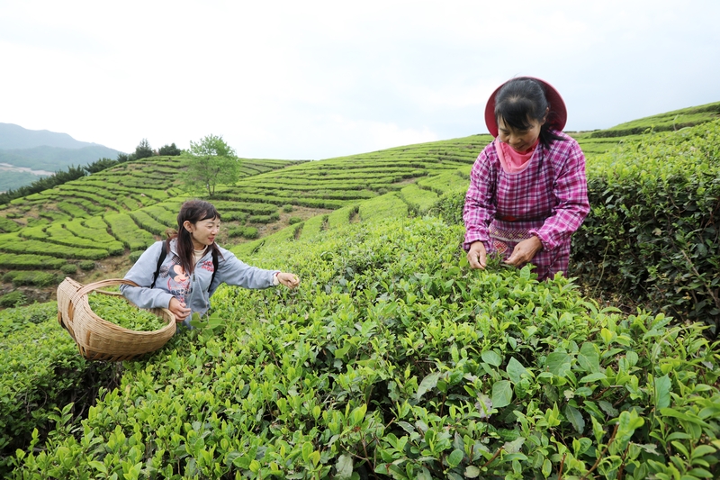 湖北房县：高山富硒茶“香飘”海外