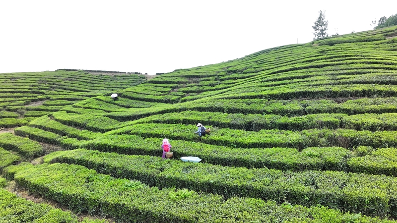 湖北房县：高山富硒茶“香飘”海外